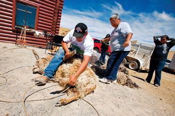 Navajo Technical College student Marcello Roanhorse ties the legs of a churro sheep while Vanessa Begay-Lee gets ready to start shearing the animal on Thursday during Wool Fest. The festival was held to promote Navajo rug weaving a the use of the churro sheep. &copy; 2011 Gallup Independent / Brian Leddy 